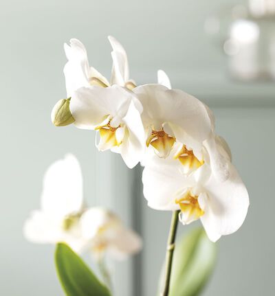 Hvit orkidé på bøyle i potte
